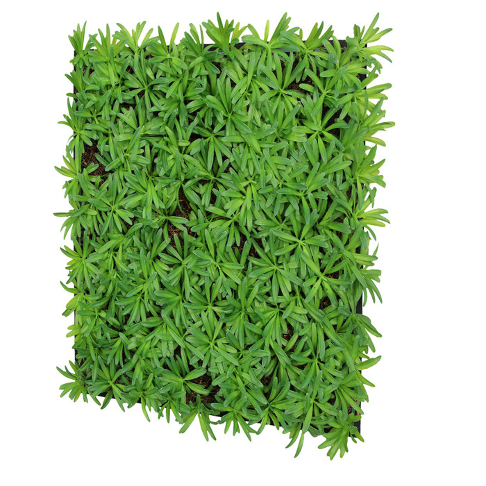 Jangal Modular Wall plantepanel 52 x 52 cm - Podocarpus Tea Tree